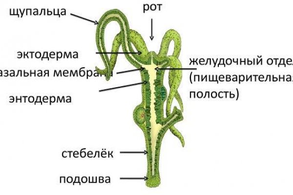 Зеркало кракен без тор