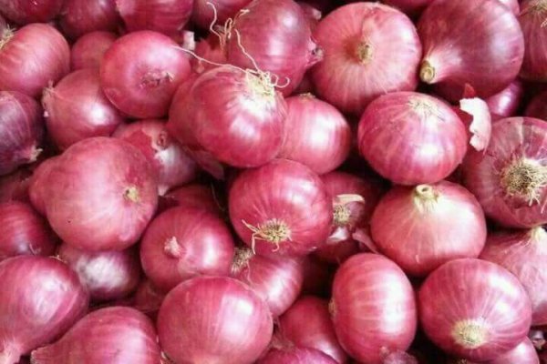 Megaruzxpnew4af onion com мега сайт